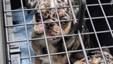 Endlich kommen strengere Regeln für Kampfhunde
