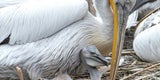 Männliches Pelikanpärchen adoptiert Küken