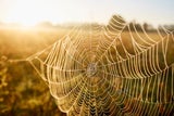 Mit diesen Pflanzen kommt keine Spinne mehr ins Haus