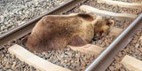 Bär stirbt bei Zusammenstoß mit Zug in Salzburg
