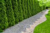 Warnung für den Garten: Hitze lässt Thujen sterben
