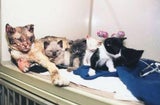 North Shore Animal League America