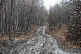 Verbrannte Frauenleiche Wienerwald