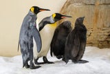 Tiergarten Schönbrunn freut sich über Nachwuchs bei Königspinguinen