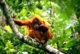 Orang-Utans im Tanjung Puting Nationalpark