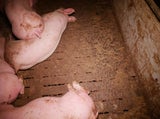 Verdacht der Tierquälerei in steirischem Schweinemastbetrieb