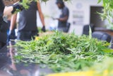 Haschisch Plantage Leiche