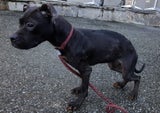 23 hunde gerettet pfotenhilfe