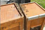 Bienen-Alarm: Feuerwehreinsatz vor EM-Spiel in Stuttgart