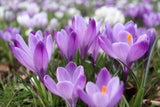 Frühblüher: So kommt jetzt Farbe in den Garten