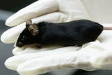 Die japanische Maus Kaguya, das erste Säugetier ohne Vater