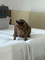 64 verfälschte Fünfziger