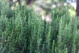 Mit diesen Pflanzen werden Sie Zecken im Garten endlich los