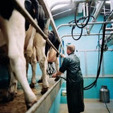 Erneut Vogelgrippe bei einem Arbeiter einer US-Molkerei bestätigt