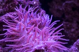 Seeanemone