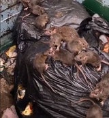 ratten
