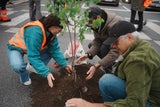 Klima-Kleber pflanzen bei Protest Baum auf Straße
