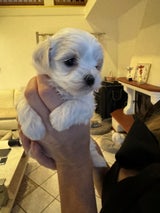 Muchas Hund "Romy"