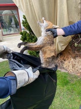 Lugner: Nächstes "Tierchen" ist tot!