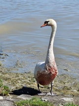 Schwer verletzter Schwan aus Donau gerettet