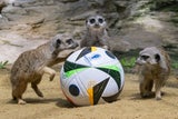 Tierisches Fußball-EM-Team im Zoo Schönbrunn präsentiert
