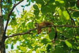 Los Patos Sirena Trail, Puntarenas