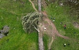 Robin-Hood-Baum