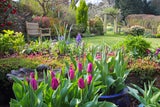 Ein Frühling ohne Tulpen im Garten? Unvorstellbar. Wer ihre Pracht für viele Wochen genießen möchte, setzt frühe, mittlere und späte Sorten ins Beet 