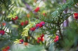 Achtung: Die Samen in den roten Beeren der Eibe sind giftig.&nbsp;