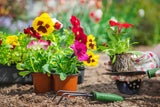 Primeln zählen zu den beliebtesten Frühjahrsblühern und sind in diesen Wochen im Gartencenter in vielen Farben erhältlich. 