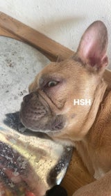 Bulldogge rasiert
