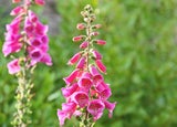 Achtung! Diese Giftpflanzen im Garten können gefährlich werden