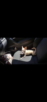 Rätsel um "Baba": Chihuahua-Hündin nach Einbruch verschwunden