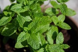 Spinnen im Haus? Diese Pflanzen halten die unerwünschten Gäste fern