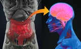„Leaky Brain“: Aufgrund der Darm-Hirn-Achse kann ein Leaky-Gut-Syndrom unbehandelt auch Depressionen und Parkinson verursachen. 