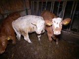 Kälber in "Tierqual-Rinderbetrieb"
