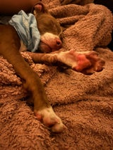 23 hunde gerettet pfotenhilfe