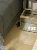 Spinne Rettung