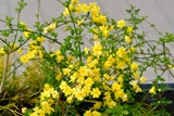 Der gelbe Winterjasmin verströmt zwar keinen Duft, erinnert aber mit seinen Forsythien­blüten an den Frühling. 