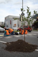 Klima-Kleber pflanzen bei Protest Baum auf Straße