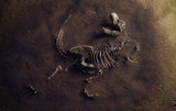 Dinosaurier-Skelett