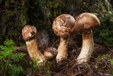 Pilze, Tee & Co.: Die teuersten Lebensmittel der Welt