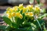 Frühblüher: So kommt jetzt Farbe in den Garten