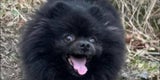 Hund Kiwi