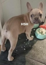 Rasierte Bulldogge