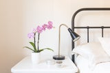 Diese Pflanzen sollten Sie aus Ihrem Schlafzimmer verbannen