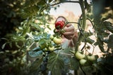 Gartenarbeit im Juni: So machen Sie den Garten sommerfit