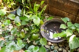 So vermeiden Sie Gelsen-Brutstätten im Garten