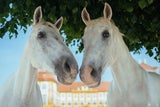 Schloss Hof: Pferdefest im imperialen Ambiente