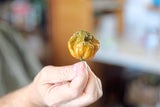 "Pepper X": Die schärfste Chilisorte der Welt